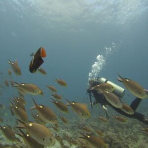 Be Water Diving