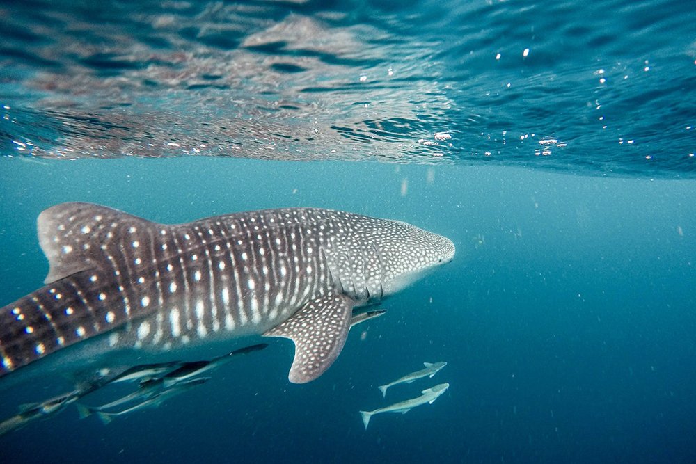 5 Tips to Stay Safe While Scuba Diving With Sharks SEARCH SCUBA Blog