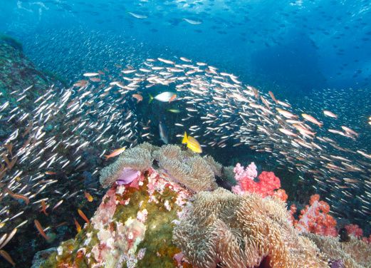 Scuba Libre Adventures