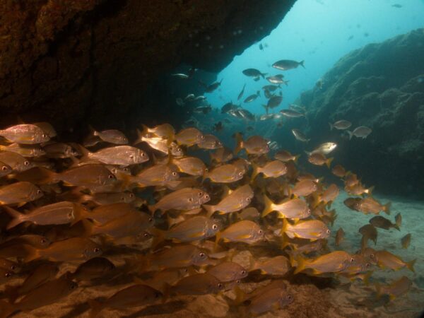 Davy Jones Diving