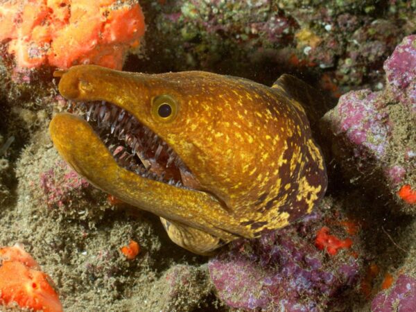 Davy Jones Diving
