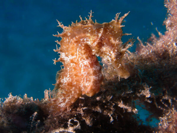 Davy Jones Diving