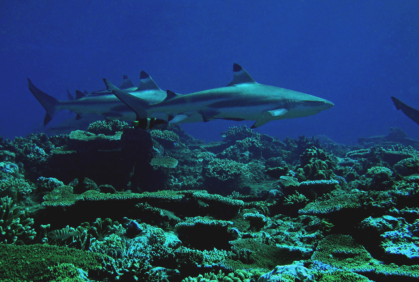 Whitetip Marine Adventures