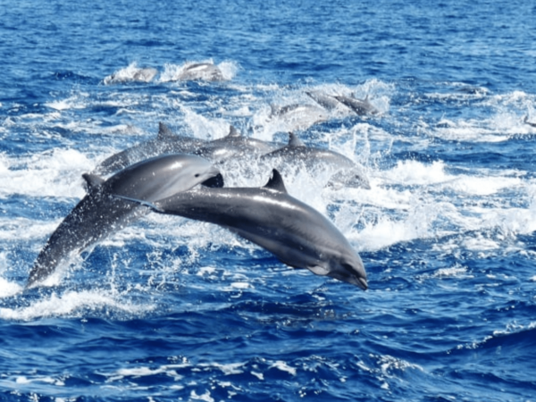 Dive Timor Lorosae