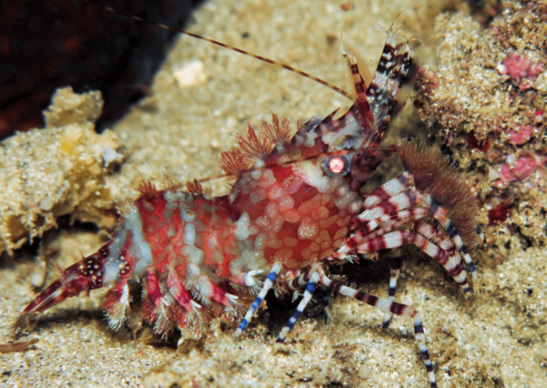 Dive Timor Lorosae