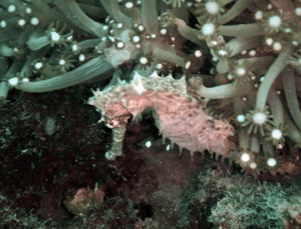 Dive Timor Lorosae