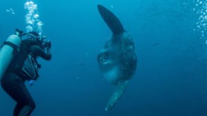 Sunfish and diver