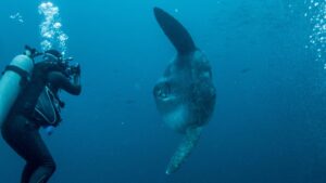 Sunfish and diver