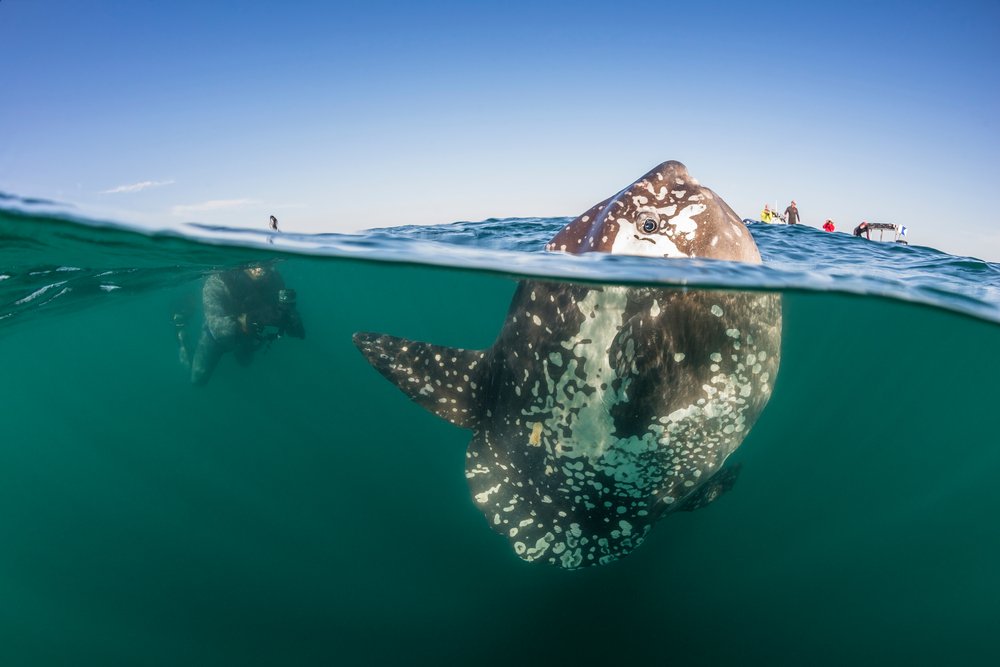 Species Spotlight: Mola Mola (Sunfish)