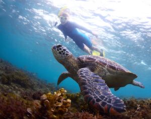 Swimming with sea turtle