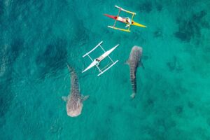 Whale sharks in Thailand