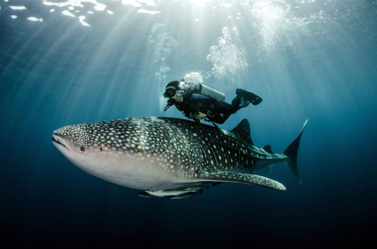 Scuba diving with whale shark