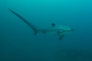 Thresher Shark Swimming