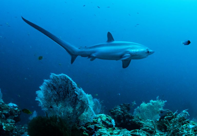 Thresher Shark on reef