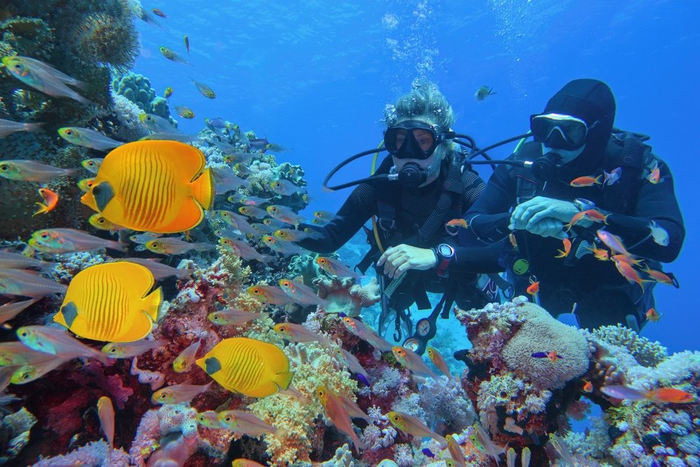 Exploring Egypt's Hidden Wonders: A Beginner's Guide to Scuba Diving in The Red Sea - Marine Life in the Red Sea