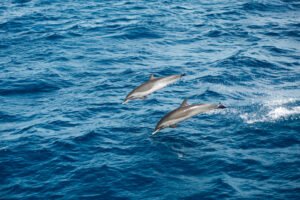Dolphins in Dominica 