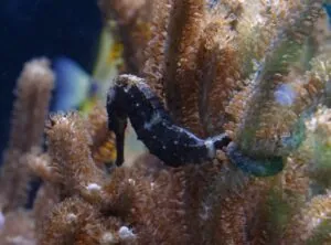 Pot Bellied Seahorse