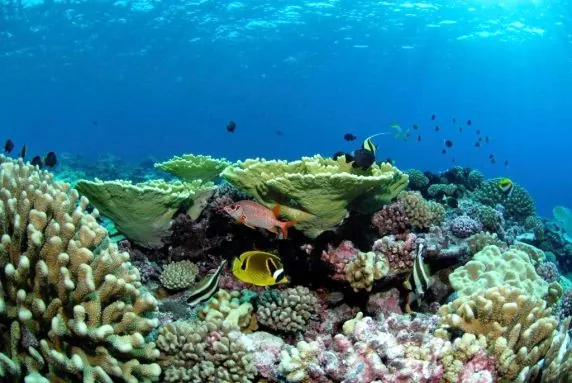 Topdive Tikehau