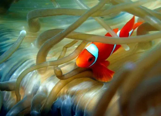 Rabaul-Kokopo Dive