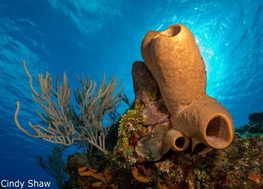 Cozumel Dive Academy