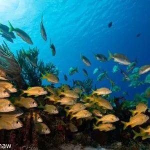 Cozumel Dive Academy
