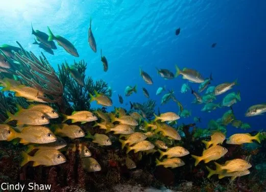 Cozumel Dive Academy