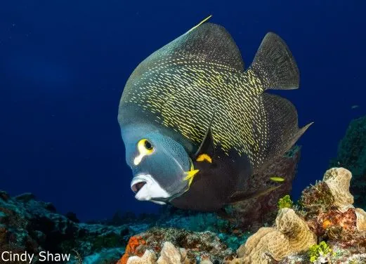 Cozumel Dive Academy