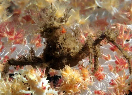 Rabaul-Kokopo Dive