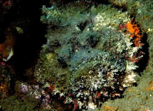 Rabaul-Kokopo Dive