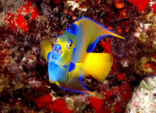 Sail Caribbean Divers