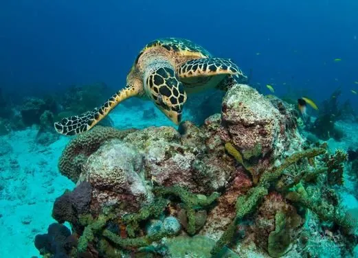 Eco Dive Barbados