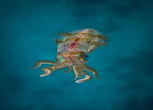 Sunchaser Scuba