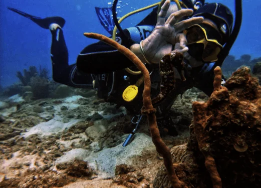 West Side Scuba Centre