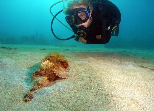 Dive Experience