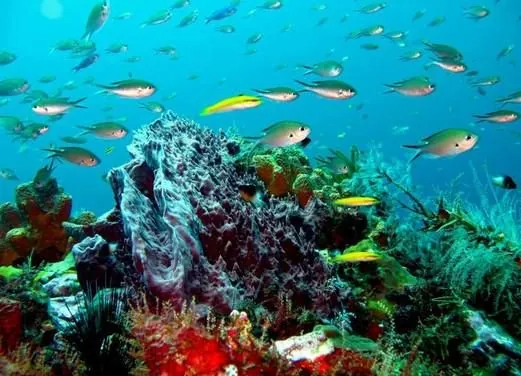 Sainte Luce Kawan Plongee