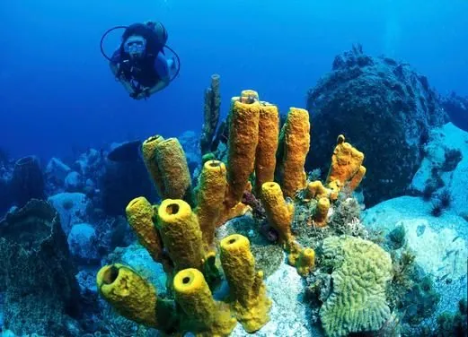 Espace Plongee Martinique