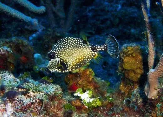 Pacific Paradise Divers