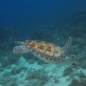 Dive Center Scuba Do