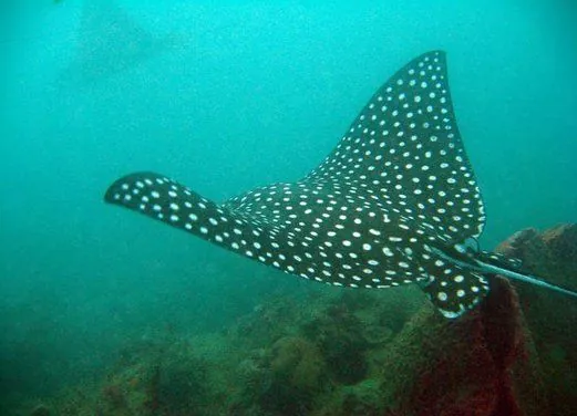 Scuba Steve's Diving