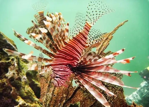 Coco Diving Center