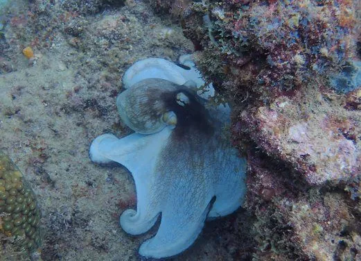 Tropicalsub Diving