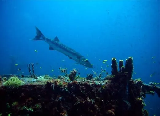 Scuba Safaris