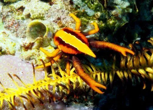 Rabaul-Kokopo Dive
