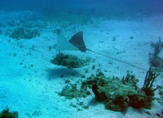 Jamaica Suba Divers LTD