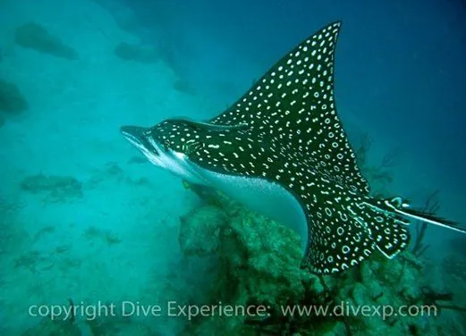 Dive Experience