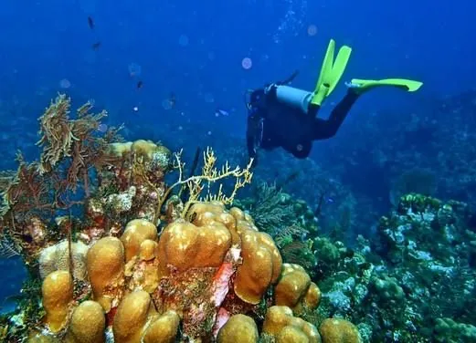 Indigo Divers Grand Cayman