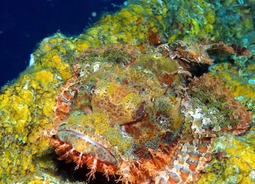 Rabaul-Kokopo Dive