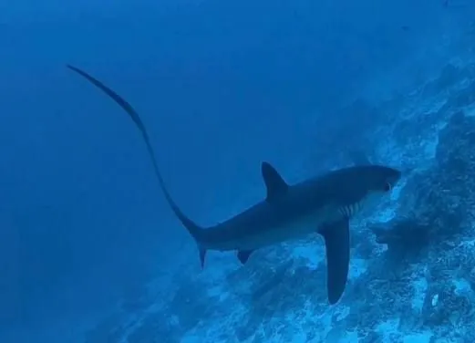 Fuvahmulah Tiger Shark Dive