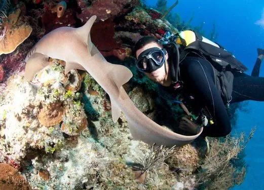 Divers Down