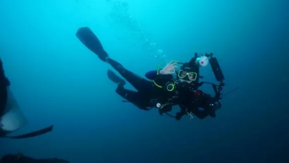 Reef Shepherd